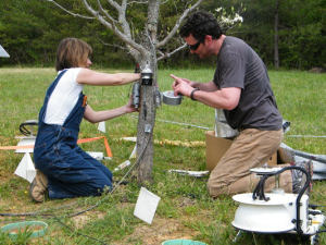 PiTS Researchers Prepare Dogwood Tree